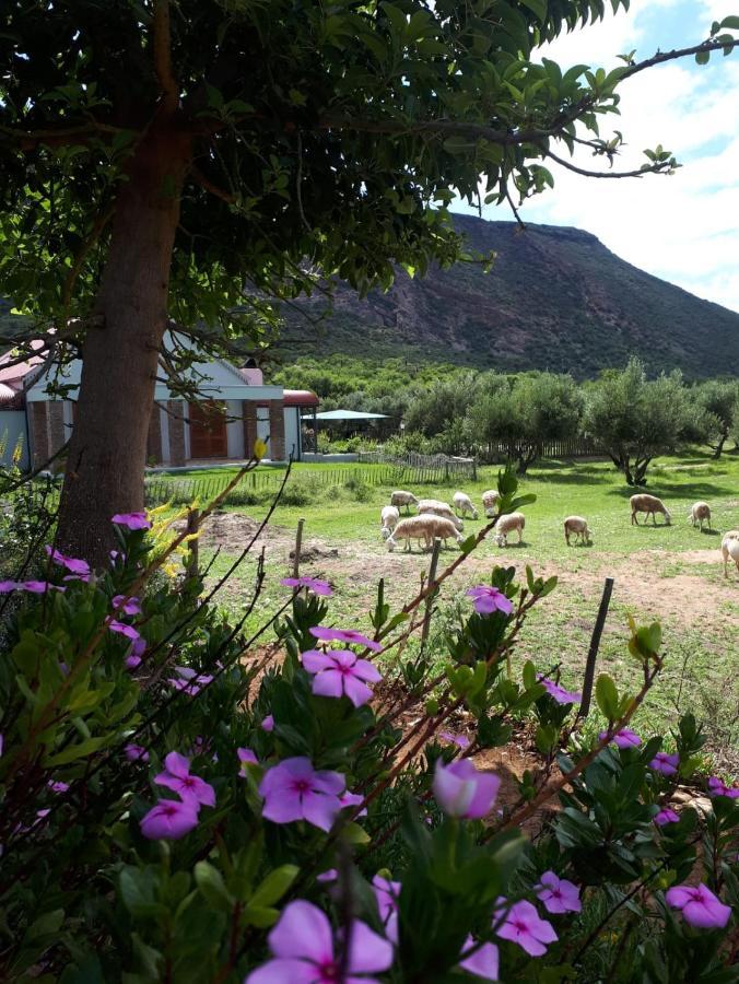 Baviaanskloof Landhuis Studtis Esterno foto